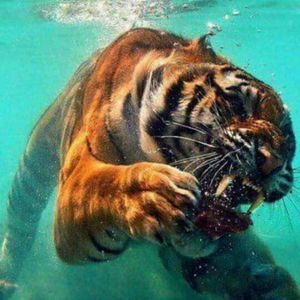 Meet your Posher, Agustin